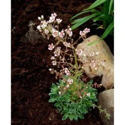 Bjergfrue 'Southside Seedling' Saxifraga Cotyledon 'Southside Seedling' 10 Cm. Potte -Sirius Butik mi3319 saxifraga cotyledon southside seedling 0961