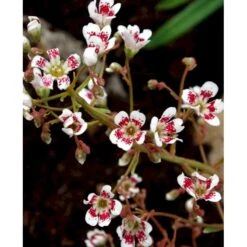 Bjergfrue 'Southside Seedling' Saxifraga Cotyledon 'Southside Seedling' 10 Cm. Potte -Sirius Butik mi3319 saxifraga cotyledon southside seedling 5c8b
