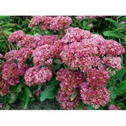 Sankthansurt 'Carl' Sedum Hybrid 'Carl' 1 Liter Potte -Sirius Butik mi3323 sedum carl b946