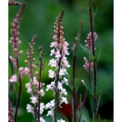 Torskemund 'Canon J. Went' Linaria Purpurea 'Canon J. Went' 1 Liter Potte