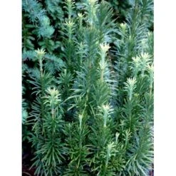 Blommebladet Taks 'Fastigiata' Cephalotaxus Harringtonia 'Fastigiata' Potte 5,0 Liter,- 50-60 Cm. -Sirius Butik mi3377 cephalotaxus harringtonia fastigiata 611f
