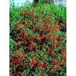 Havefuchia 'Riccartonii' Fuchsia Magellanica 'Riccartonii' 5 Liter Potte 7 Havefuchia 'Riccartonii' Fuchsia Magellanica 'Riccartonii' 5 Liter Potte -Sirius Butik mi3378 fuchsia riccartonii d4b9