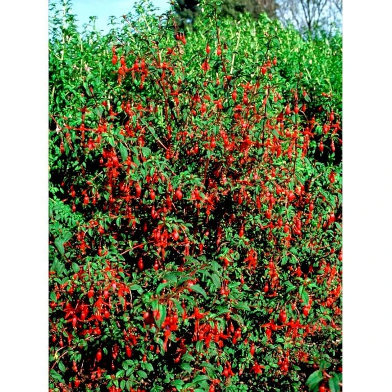 Havefuchia 'Riccartonii' Fuchsia Magellanica 'Riccartonii' 5 Liter Potte 4 Havefuchia 'Riccartonii' Fuchsia Magellanica 'Riccartonii' 5 Liter Potte - Billede 4