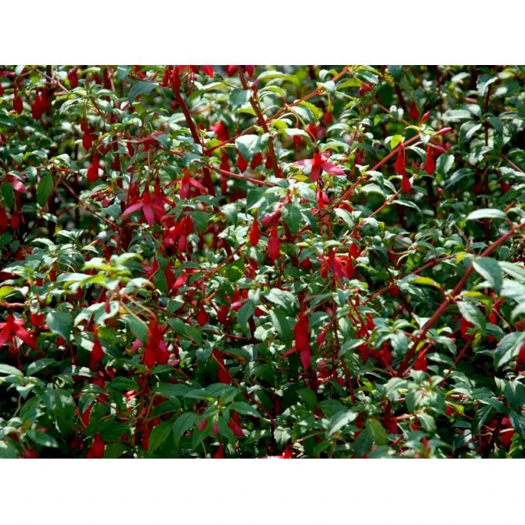 Havefuchia 'Riccartonii' Fuchsia Magellanica 'Riccartonii' 5 Liter Potte 3 Havefuchia 'Riccartonii' Fuchsia Magellanica 'Riccartonii' 5 Liter Potte - Billede 3
