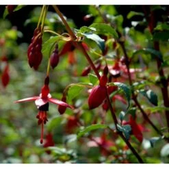 Havefuchia 'Riccartonii' Fuchsia Magellanica 'Riccartonii' 5 Liter Potte