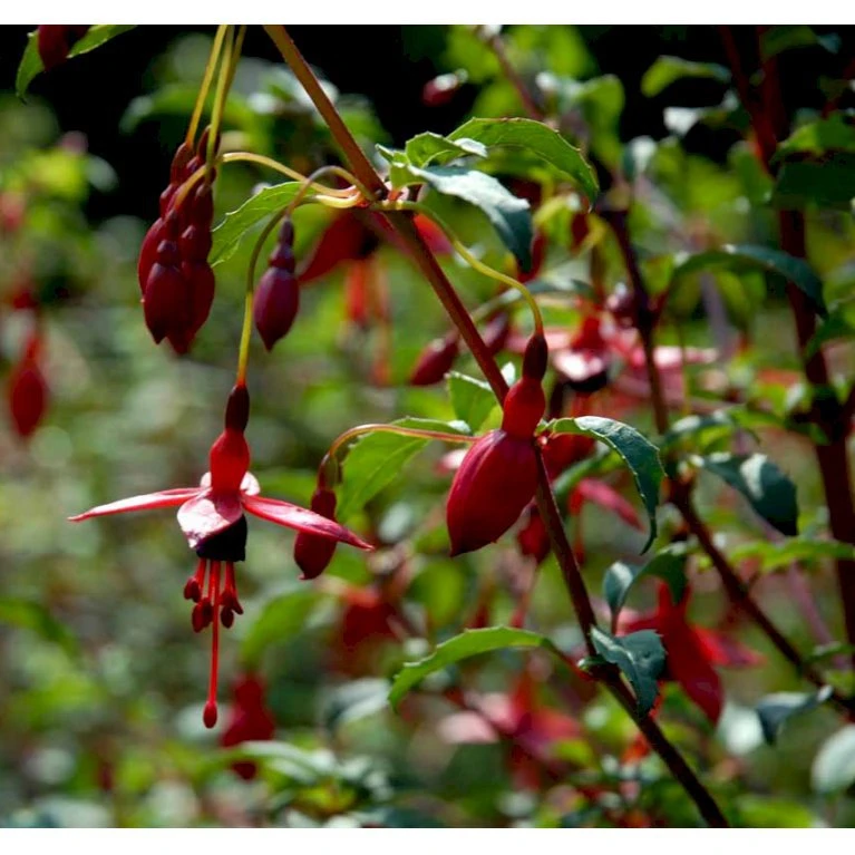 Havefuchia 'Riccartonii' Fuchsia Magellanica 'Riccartonii' 5 Liter Potte 1 Havefuchia 'Riccartonii' Fuchsia Magellanica 'Riccartonii' 5 Liter Potte