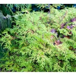 Solcypres 'Kamarachiba' Chamaecyparis Obtusa 'Kamarachiba' Potte 3,0 Liter,- 25-30 Cm. -Sirius Butik mi3387 chamaecyparis obtusa kamarachiba 3bf5