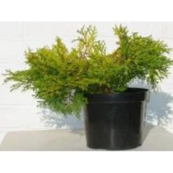 Solcypres 'Kamarachiba' Chamaecyparis Obtusa 'Kamarachiba' Potte 3,0 Liter,- 25-30 Cm. -Sirius Butik mi3387 chamaecyparis obtusa kamarachiba 9ae6