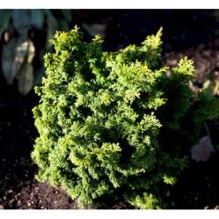 Solcypres 'Maureen' Chamaecyparis Obtusa 'Maureen' Potte 2,0 Liter,- 15-20 Cm.