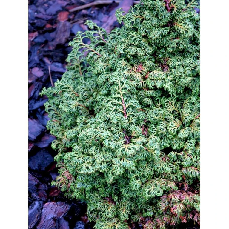 Solcypres 'Maureen' Chamaecyparis Obtusa 'Maureen' Potte 2,0 Liter,- 15-20 Cm. 3 Solcypres 'Maureen' Chamaecyparis Obtusa 'Maureen' Potte 2,0 Liter,- 15-20 Cm. - Billede 3