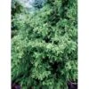 Solcypres 'Tsatsumi' Chamaecyparis Obtusa 'Tsatsumi' Potte 2,0 Liter,- 25-30 Cm.