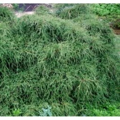 Tråd Ærtecypres 'Filifera Nana' Chamaecyprais Pisifera 'Filifera Nana' Potte 2,0 Liter,- 20-25 Cm. -Sirius Butik mi3394 chamaecyparis pisifera filifera nana 1652