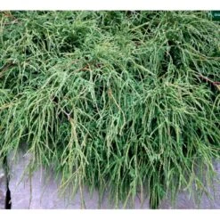 Tråd Ærtecypres 'Filifera Nana' Chamaecyprais Pisifera 'Filifera Nana' Potte 2,0 Liter,- 20-25 Cm. -Sirius Butik mi3394 chamaecyparis pisifera filifera nana 26a2