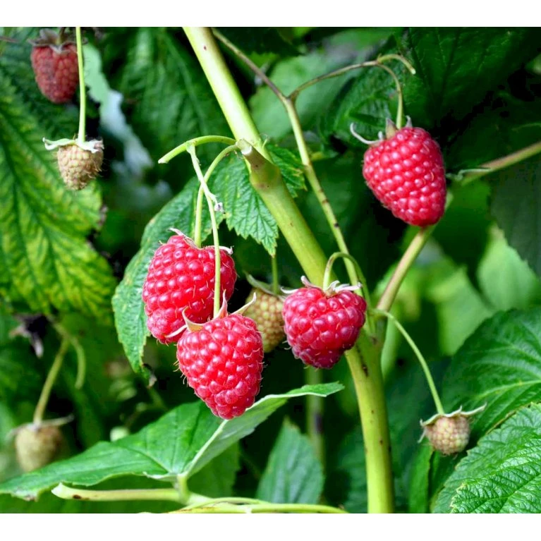 Efterårs Hindbær 'Polka' Rubus Idaeus 'Polka' Barrods,- 8-10 Mm. Rodhals. 3 Efterårs Hindbær 'Polka' Rubus Idaeus 'Polka' Barrods,- 8-10 Mm. Rodhals. - Billede 3