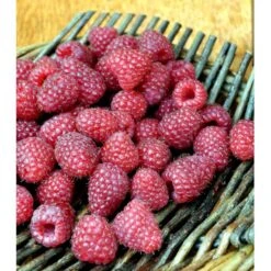 Efterårs Hindbær 'Polka' Rubus Idaeus 'Polka' Barrods,- 8-10 Mm. Rodhals.