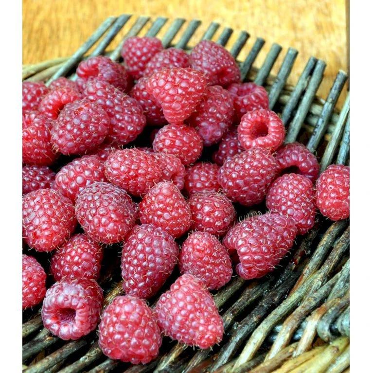 Efterårs Hindbær 'Polka' Rubus Idaeus 'Polka' Barrods,- 8-10 Mm. Rodhals. 1 Efterårs Hindbær 'Polka' Rubus Idaeus 'Polka' Barrods,- 8-10 Mm. Rodhals.