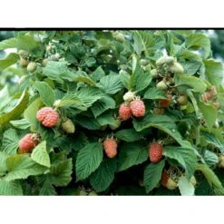 Hindbær 'Veten' Rubus Idaeus 'Veten' Barrods,- 8-10 Mm. Rodhals.