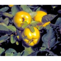 Æblekvæde 'Konstantinopel' Cydonia Oblonga 'Konstantinopel' Potte 7,5 Liter 125-150 Cm. -Sirius Butik mi3480 cydonia oblonga 2353