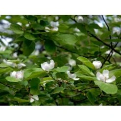 Æblekvæde 'Konstantinopel' Cydonia Oblonga 'Konstantinopel' Potte 7,5 Liter 125-150 Cm. -Sirius Butik mi3480 cydonia oblonga 2eac