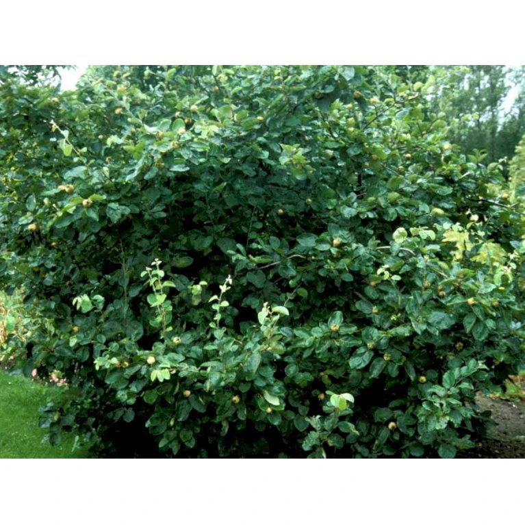 Pærekvæde Cydonia Oblonga 4-8 Grene. 120-160 Cm. Potte, (Kvæde A) 5 Pærekvæde Cydonia Oblonga 4-8 Grene. 120-160 Cm. Potte, (Kvæde A) - Billede 5