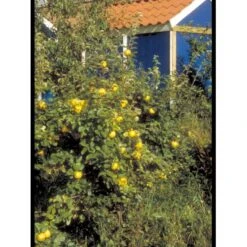 Pærekvæde Cydonia Oblonga 4-8 Grene. 120-160 Cm. Potte, (Kvæde A) 8 Pærekvæde Cydonia Oblonga 4-8 Grene. 120-160 Cm. Potte, (Kvæde A) -Sirius Butik mi3480 cydonia oblonga 5971 1