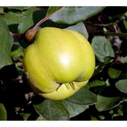 Pærekvæde 'Vranja' Cydonia Oblonga 'Vranja' 4-8 Grene. 120-160 Cm. Potte, (Kvæde A) -Sirius Butik mi3486 cydonia oblonga wranja 1610