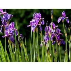 Sibirisk Iris Iris Sibirica 1 Liter Potte -Sirius Butik mi3515 iris sibirica 6a60