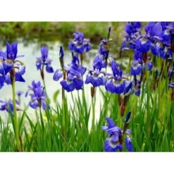 Sibirisk Iris Iris Sibirica 1 Liter Potte