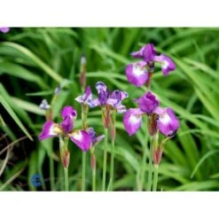 Sibirisk Iris 'Having Fun' Iris Sibirica 'Having Fun' 1 Liter Potte -Sirius Butik mi3524 iris sibirica helen astor 3d9e