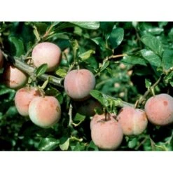 Blomme 'Althans Reine Claude' Prunus Domestica 'Althans Reine Claude' 4-8 Grene, 130-170 Cm. 10 Liter Potte. (S.J.A.) -Sirius Butik mi355 prunus domestica althans reine claude 1b5b