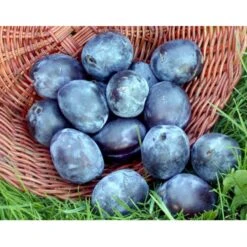 Blomme 'Italiensk Sveske' Prunus Domestica 'Italiensk Sveske' 4-8 Grene, 130-170 Cm. 10 Liter Potte. (S.J.A.) -Sirius Butik mi357 prunus domestica italiensk sveske 4d38