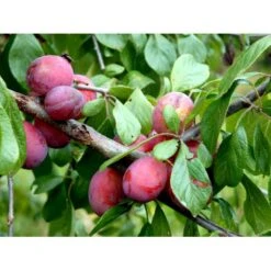 Blomme 'Opal' Prunus Domestica 'Opal' Dværgtræ, 3-5 Grene, 6,7 Liter Potte, 80-100 Cm. -Sirius Butik mi359 prunus domestica opal 72aa