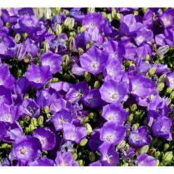 Karparterklokke 'Perla Blue' Campanula Carpatica 'Perla Blue' 10 Cm. Potte -Sirius Butik mi3614 campanula carpatica pearl blue 573e