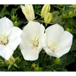 Karpaterklokke Campanula Carpatica 'Perla White' 10 Cm. Potte