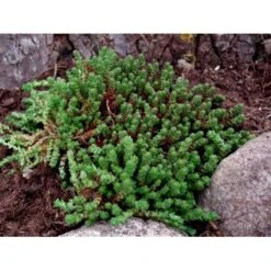 Bidende Stenurt Sedum Acre 10 Cm. Potte -Sirius Butik mi3653 sedum acre 3a89