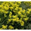 Bidende Stenurt Sedum Acre 10 Cm. Potte