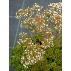 Hvid Stenurt 'Coral Carpet' Sedum Album 'Coral Carpet' 10 Cm. Potte -Sirius Butik mi3658 sedum album coral carpet 3396