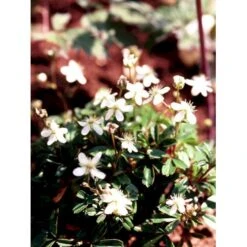 Potentilla 'Nuuk' Potentilla Tridentata 'Nuuk' 10 Cm. Potte -Sirius Butik mi3690 potentilla tridentata nuuk 12b3
