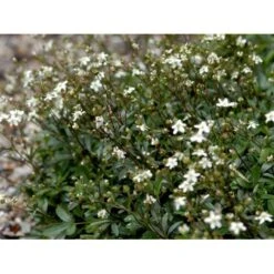 Potentilla 'Nuuk' Potentilla Tridentata 'Nuuk' 10 Cm. Potte -Sirius Butik mi3690 potentilla tridentata nuuk 4853