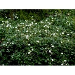 Potentilla 'Nuuk' Potentilla Tridentata 'Nuuk' 10 Cm. Potte -Sirius Butik mi3690 potentilla tridentata nuuk eb54