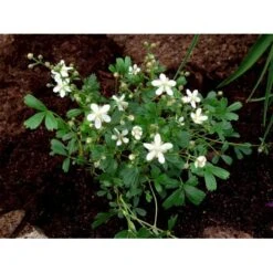 Potentilla 'Nuuk' Potentilla Tridentata 'Nuuk' 10 Cm. Potte -Sirius Butik mi3690 potentilla tridentata nuuk efed