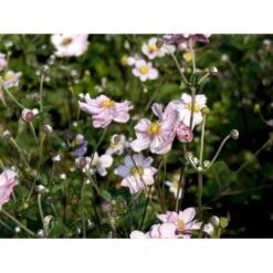 Høstanemone 'Königin Charlotte' Anemone Japonica 'Königin Charlotte' 1 Liter Potte -Sirius Butik mi3694 anemone x hybrida koenigin charlotte 6e1b