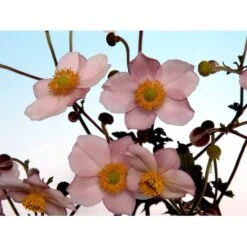 Høstanemone 'Königin Charlotte' Anemone Japonica 'Königin Charlotte' 1 Liter Potte -Sirius Butik mi3694 anemone x hybrida koenigin charlotte 7d3a