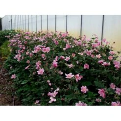 Høstanemone 'Königin Charlotte' Anemone Japonica 'Königin Charlotte' 1 Liter Potte -Sirius Butik mi3694 anemone x hybrida koenigin charlotte 86c9