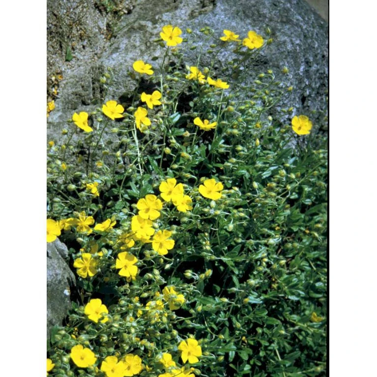 Soløje 'Golden Queen' Helianthemum Hybrid 'Golden Queen' 10 Cm. Potte 3 Soløje 'Golden Queen' Helianthemum Hybrid 'Golden Queen' 10 Cm. Potte - Billede 3