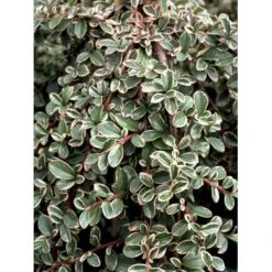 Dværgmispel 'Juliette' Cotoneaster Suecicus 'Juliette' Opstammet 40 Cm. Med Potte 8 Dværgmispel 'Juliette' Cotoneaster Suecicus 'Juliette' Opstammet 40 Cm. Med Potte -Sirius Butik mi3701 cotoneaster suecicus juliette 04b1