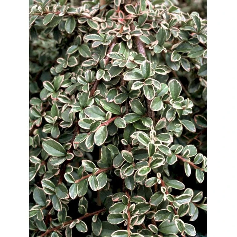 Dværgmispel 'Juliette' Cotoneaster Suecicus 'Juliette' Opstammet 40 Cm. Med Potte 4 Dværgmispel 'Juliette' Cotoneaster Suecicus 'Juliette' Opstammet 40 Cm. Med Potte - Billede 4