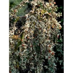 Dværgmispel 'Juliette' Cotoneaster Suecicus 'Juliette' Opstammet 40 Cm. Med Potte 9 Dværgmispel 'Juliette' Cotoneaster Suecicus 'Juliette' Opstammet 40 Cm. Med Potte -Sirius Butik mi3701 cotoneaster suecicus juliette 80dc