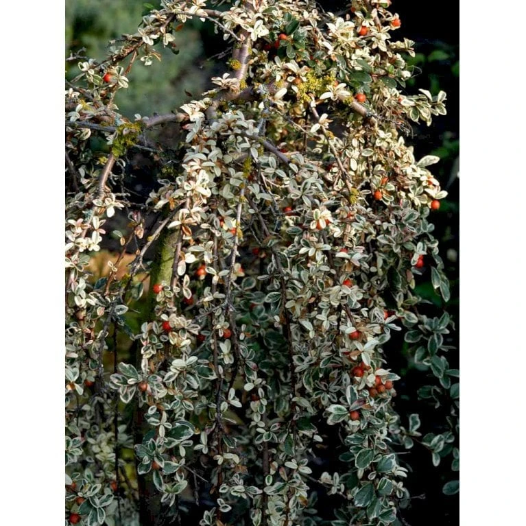 Dværgmispel 'Juliette' Cotoneaster Suecicus 'Juliette' Opstammet 40 Cm. Med Potte 5 Dværgmispel 'Juliette' Cotoneaster Suecicus 'Juliette' Opstammet 40 Cm. Med Potte - Billede 5