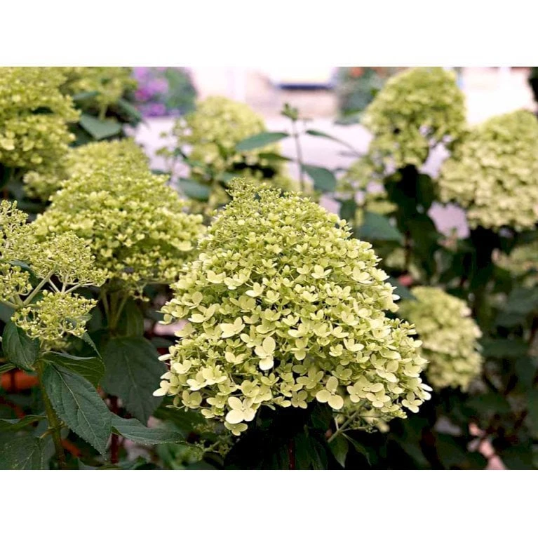 Kompakt Syrén-Hortensia 'Little Lime' Hydrangea Paniculata 'Little Lime' 3,5 Liter Potte 6 Kompakt Syrén-Hortensia 'Little Lime' Hydrangea Paniculata 'Little Lime' 3,5 Liter Potte - Billede 6
